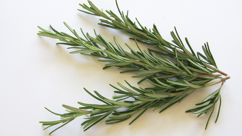 Ingredient Spotlight: Rosemary Oil for Hair, and What the Evidence Actually Shows